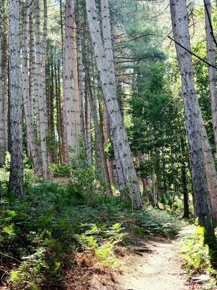 Hedley Hill Woods 1